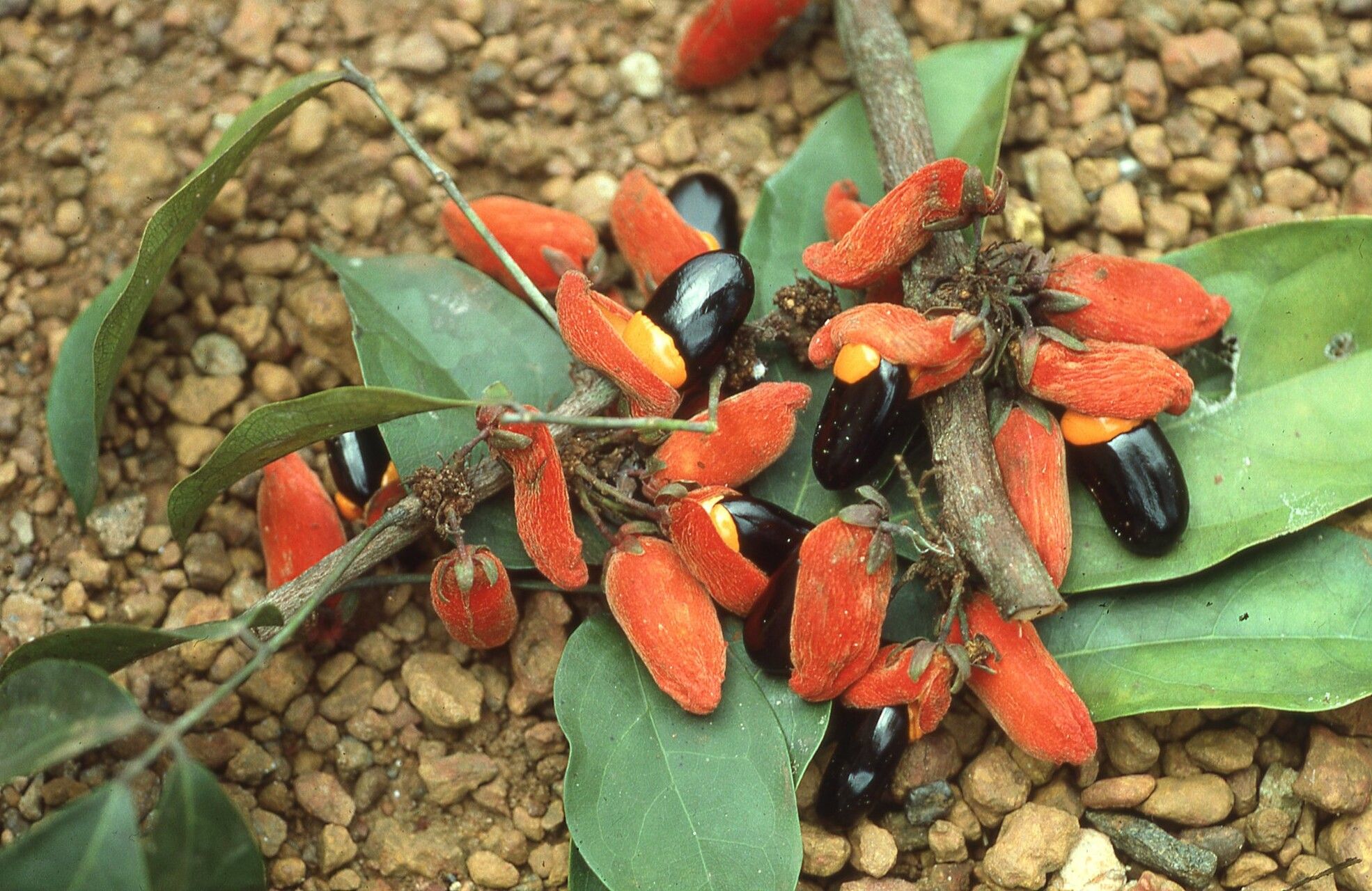 Rourea calophylloides — houseplant care guide