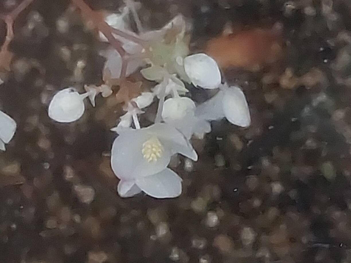 Begonia dracopelta flower
