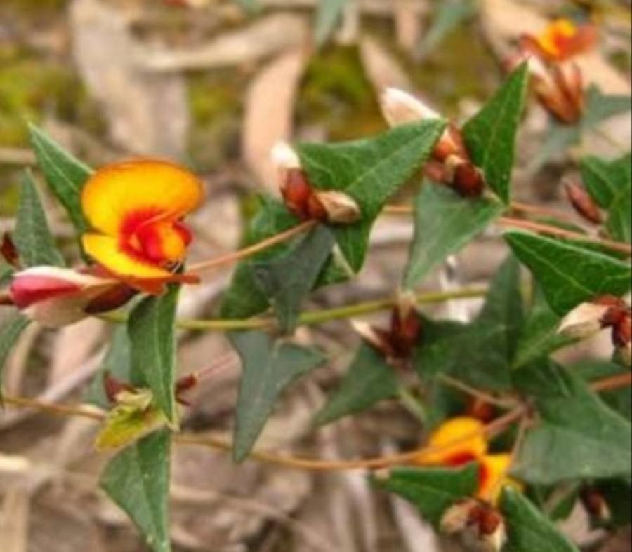 Platylobium obtusangulum — related species from the same genus