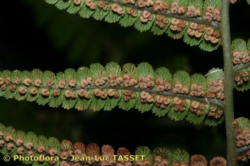 Dryopteris aitoniana fruit