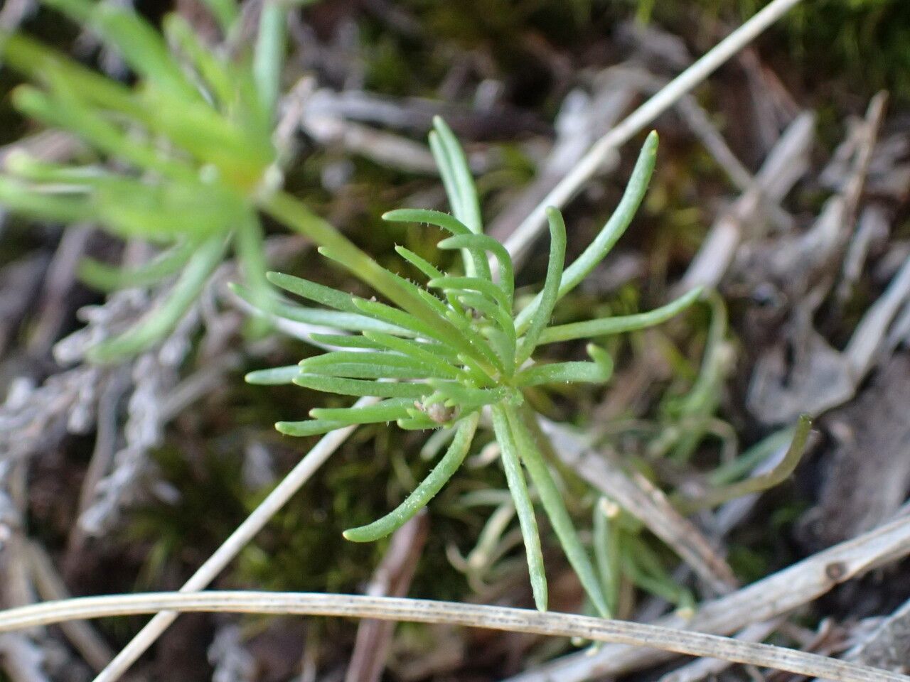 Spergula morisonii — search result for 'Caryophyllaceae'