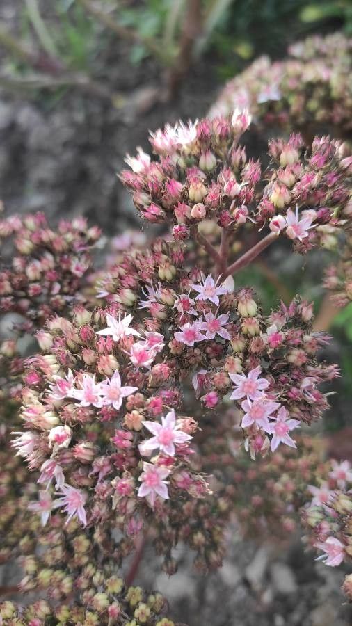Aeonium lancerottense flower