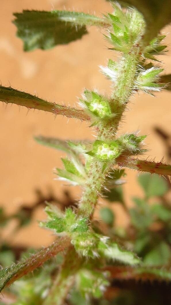 Forsskaolea tenacissima flower