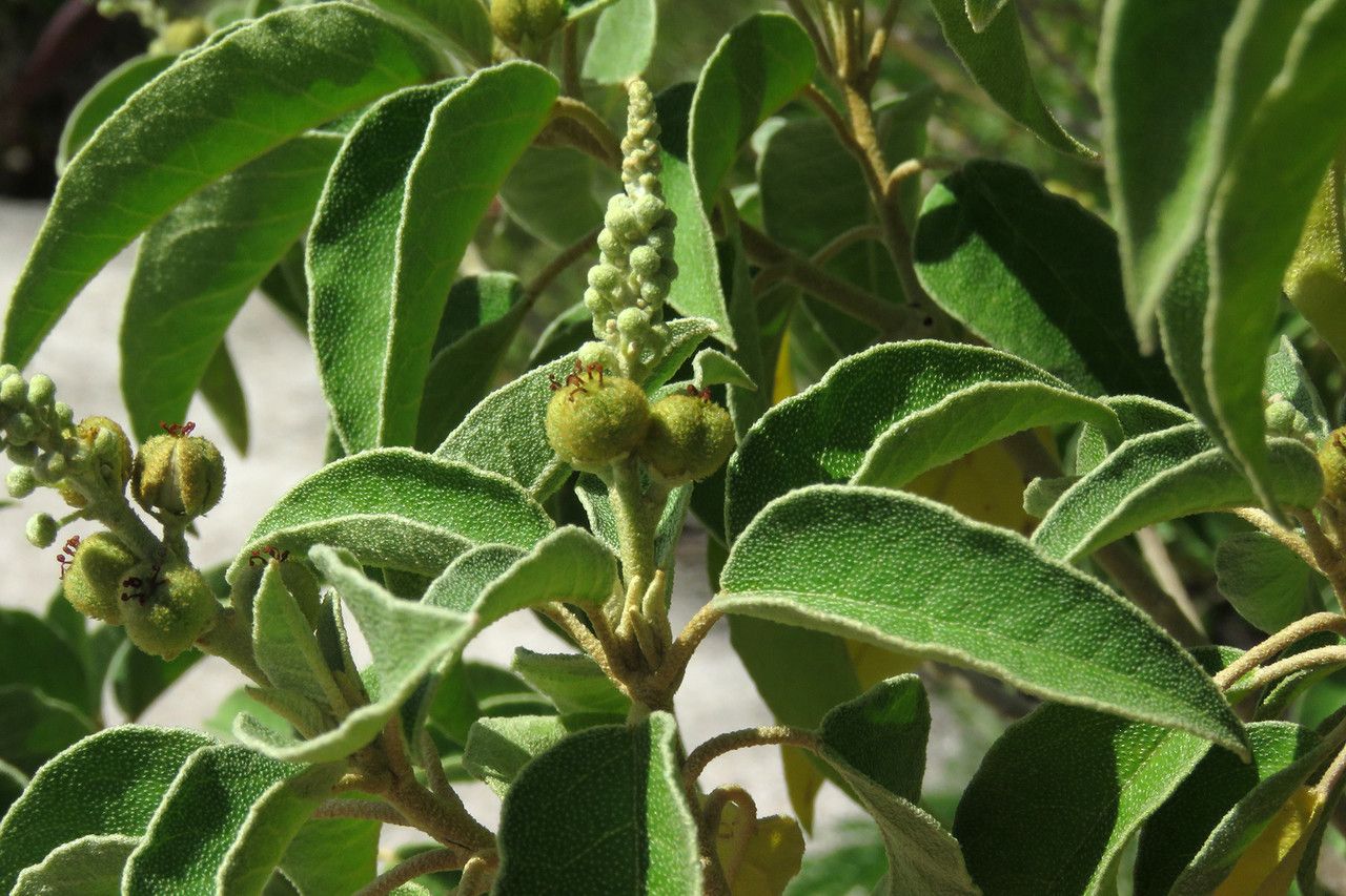 Croton flavens fruit