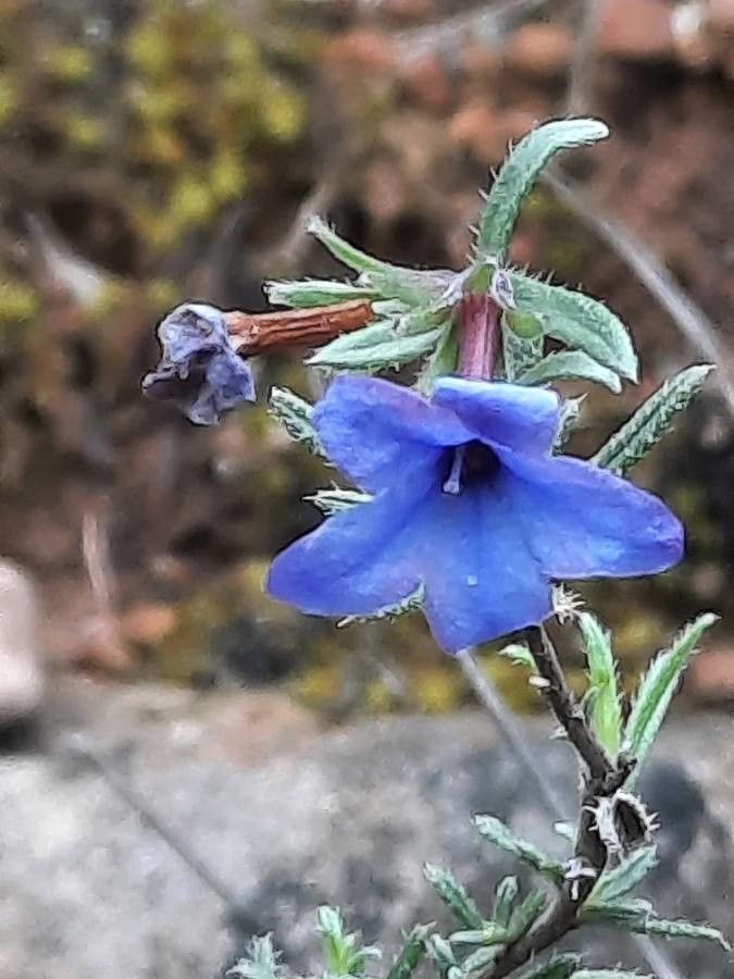 Lithodora fruticosa flower