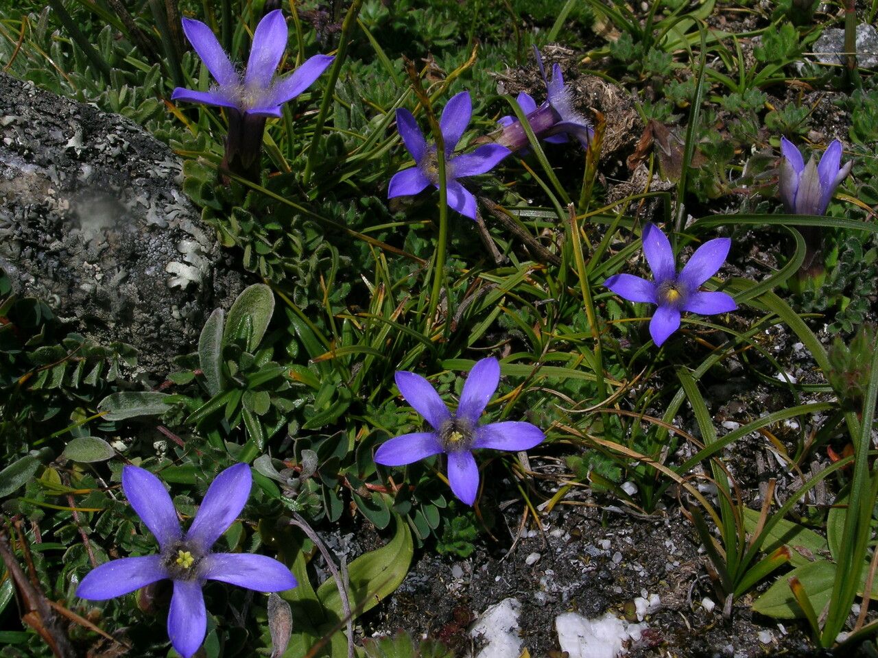 Cyananthus incanus habit