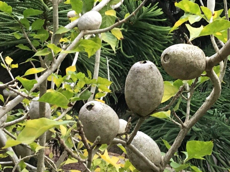 Gardenia thunbergia fruit