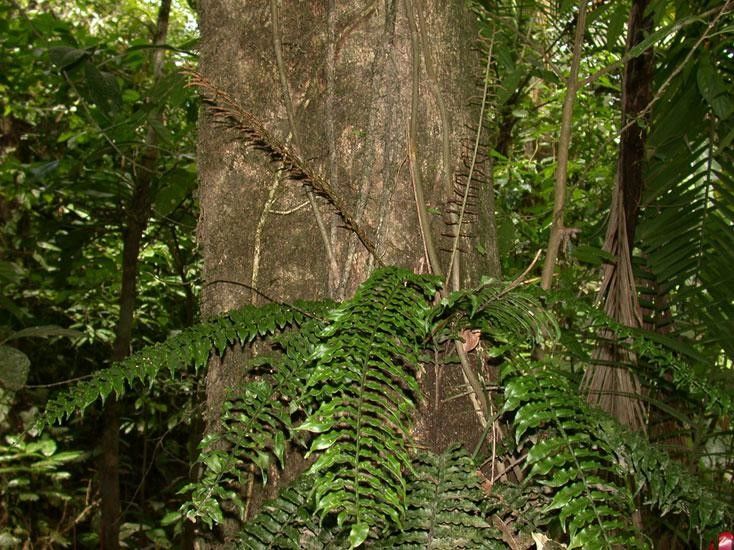 Lomariopsis vestita bark