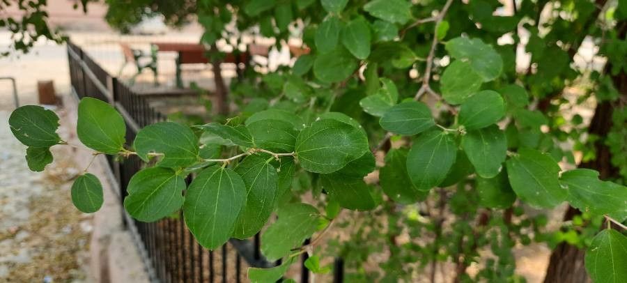 Ziziphus nummularia — search result for 'Pakistan'