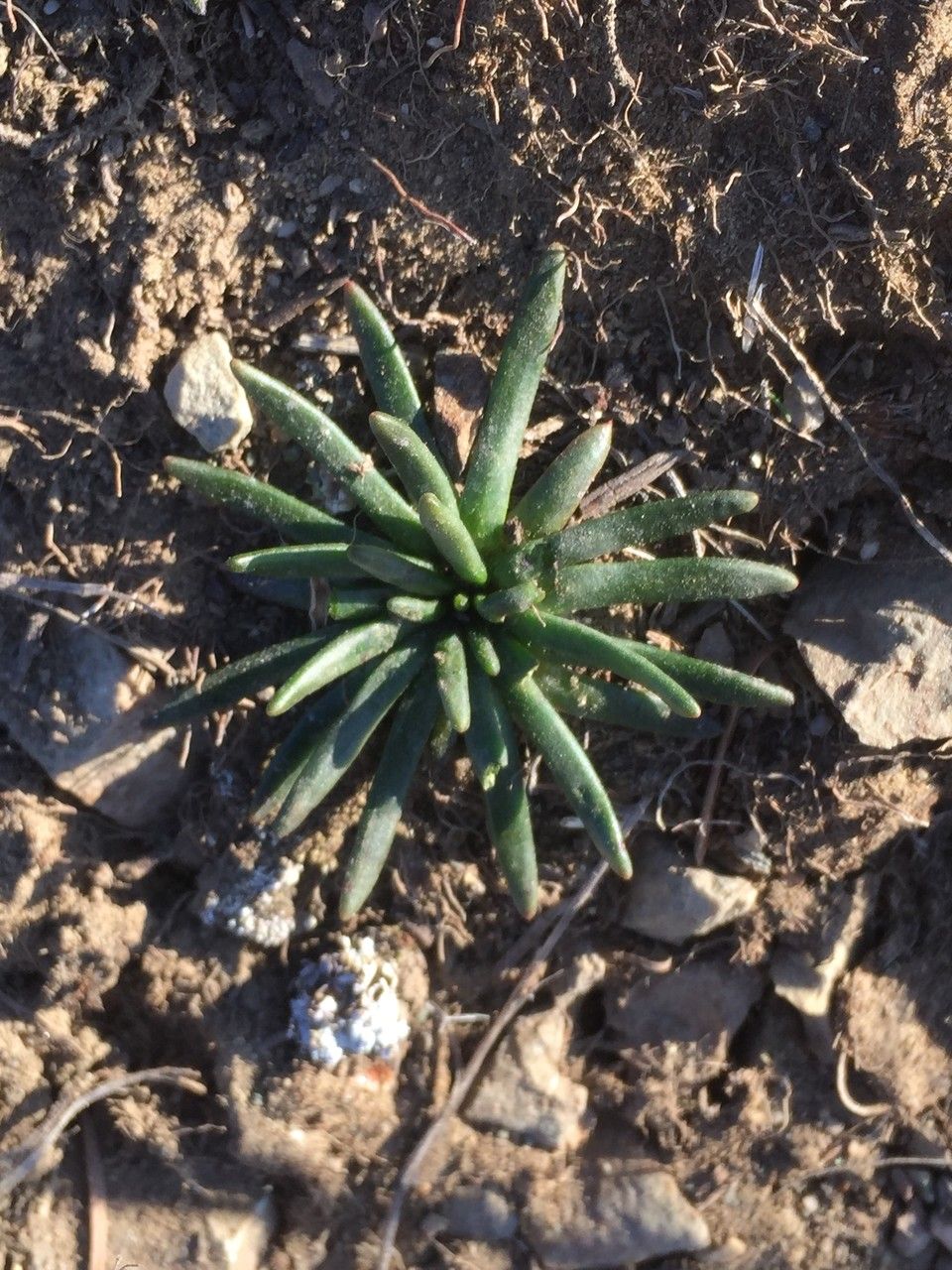 Lewisia rediviva — search result for 'Portulacaceae'