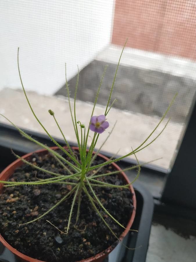 Byblis liniflora — search result for 'Papua New Guinea'