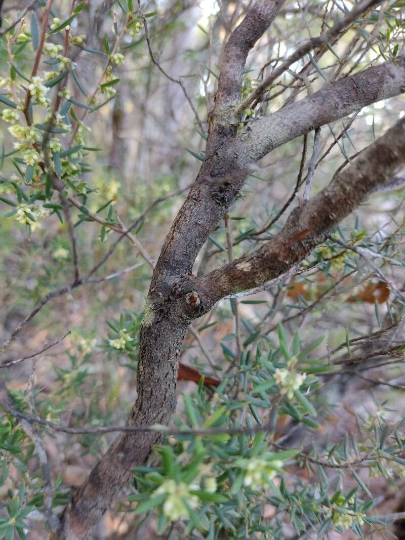 Monotoca scoparia bark
