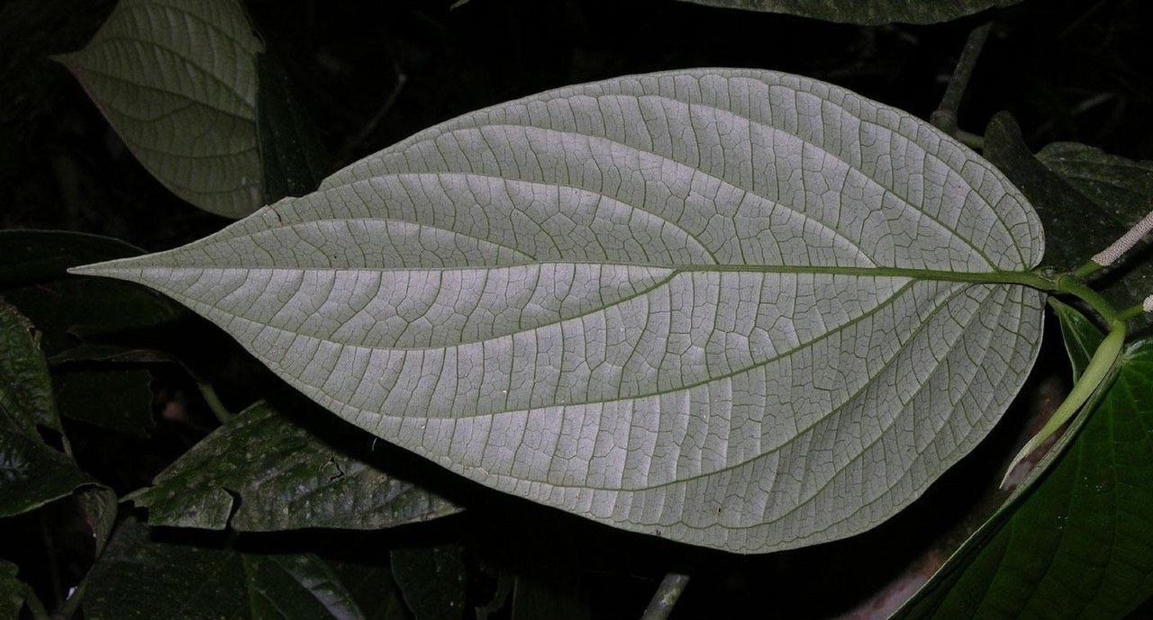 Piper sinuatifolium leaf