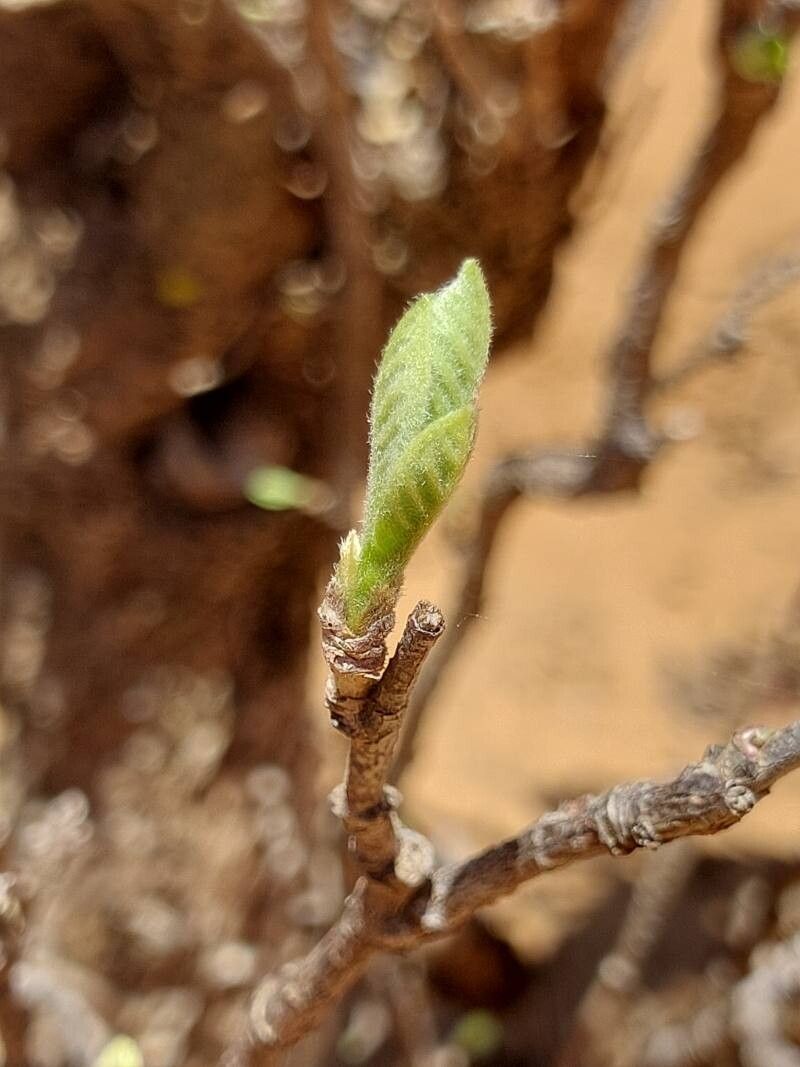 Turraea boivinii — related species from the same genus