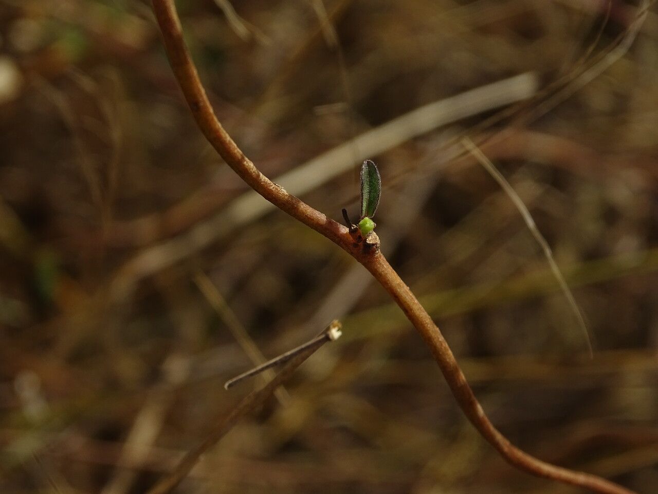 Ipomoea heterotricha bark