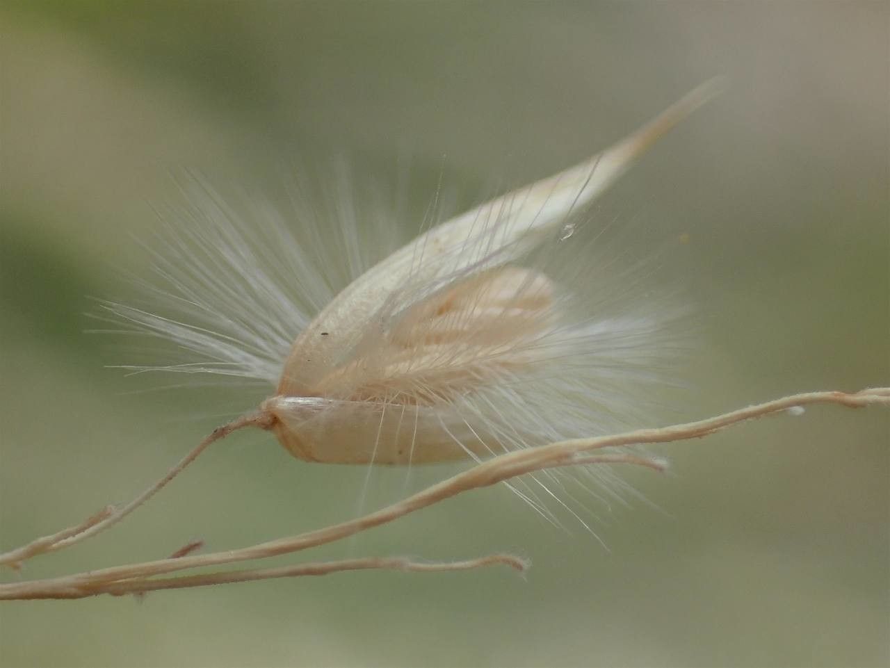 Melica ciliata fruit