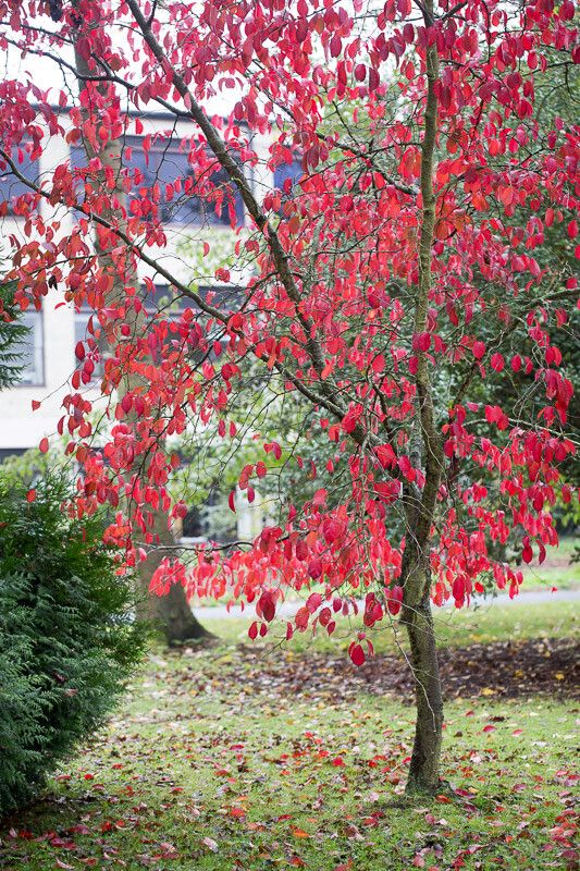 Prunus leveilleana — houseplant care guide