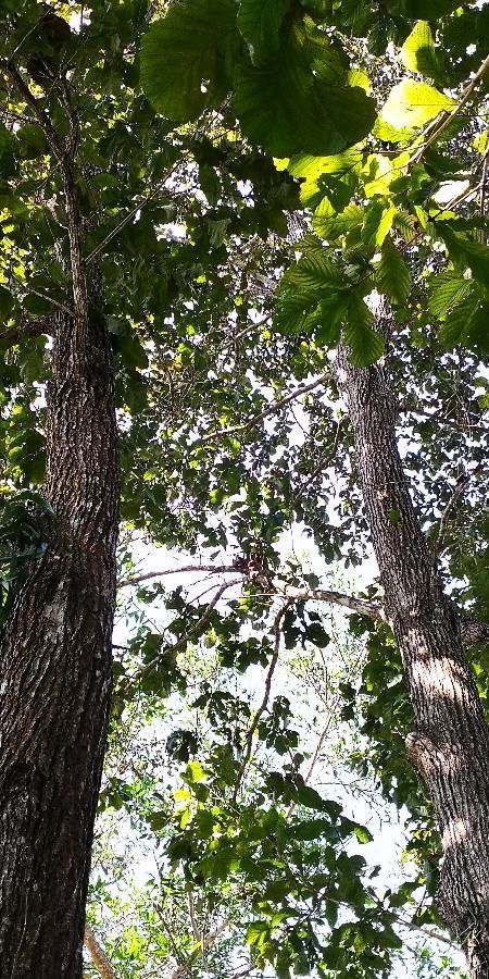 Quercus pachyloma habit