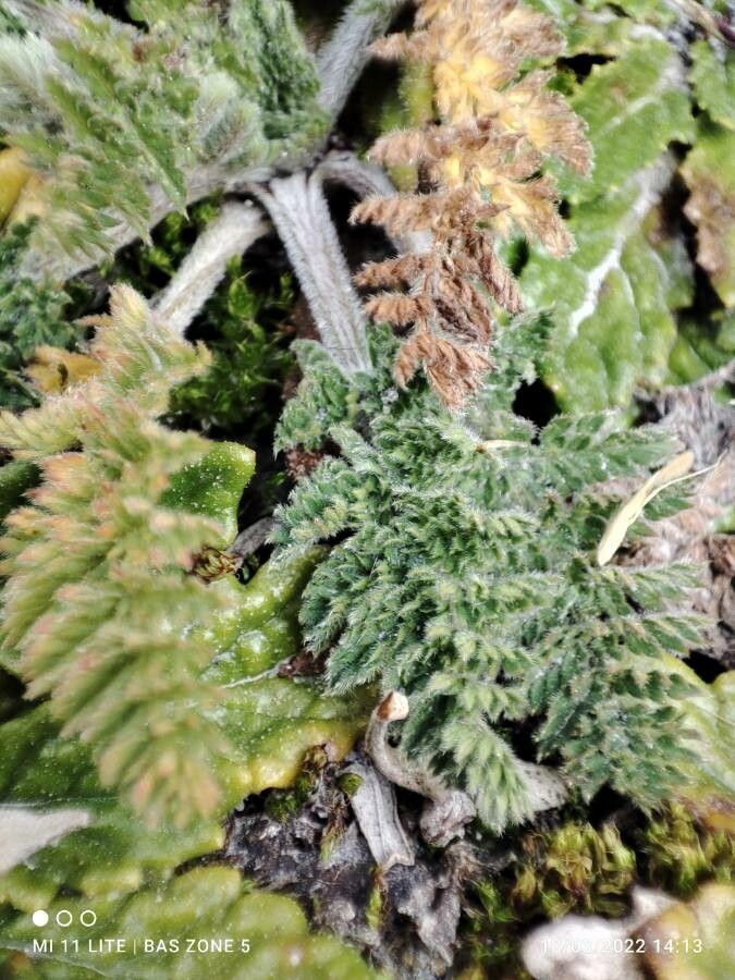 Chaerophyllum andicola leaf