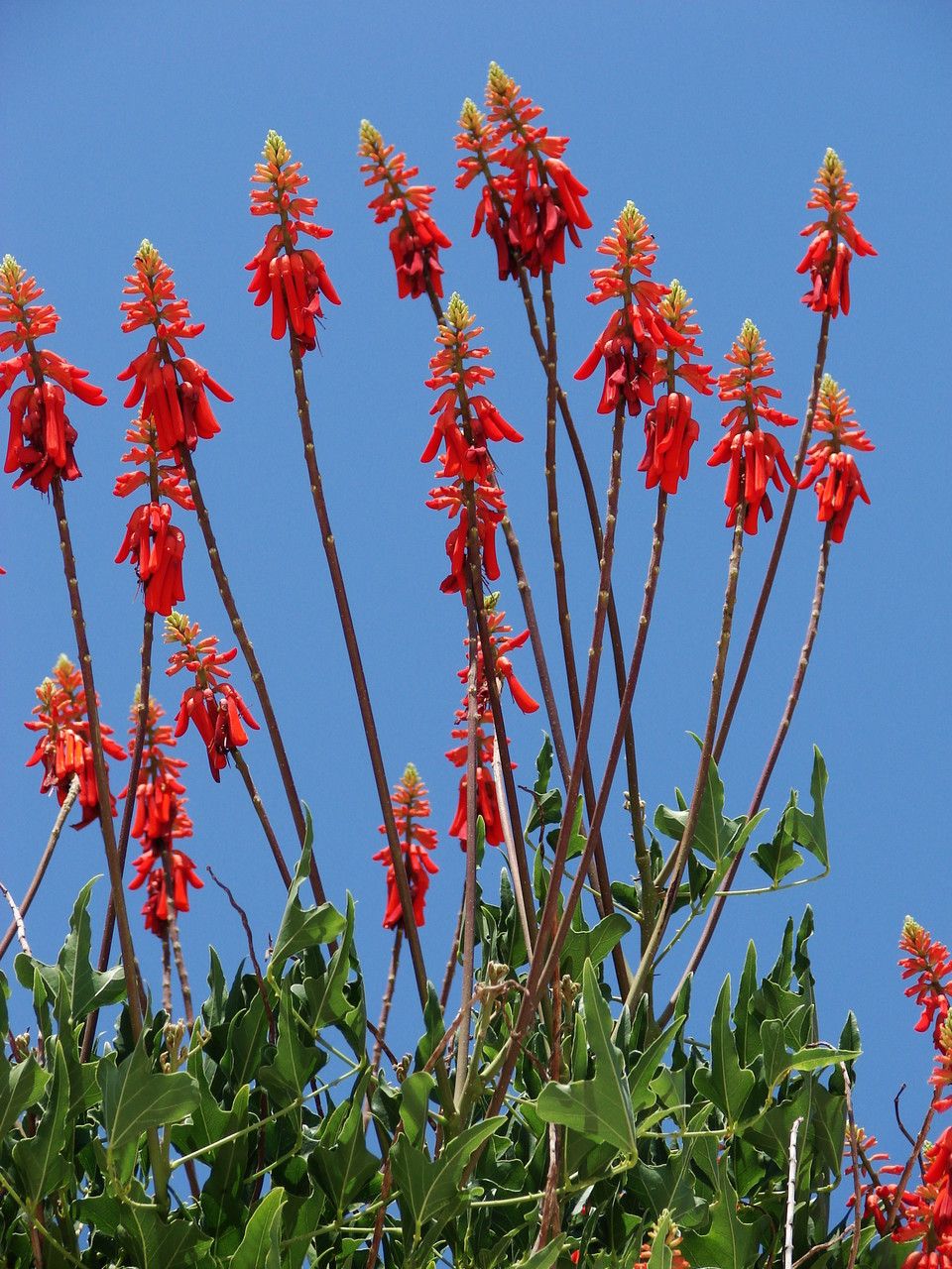 Erythrina humeana flower