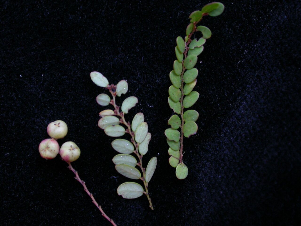 Phyllanthus clarkei habit
