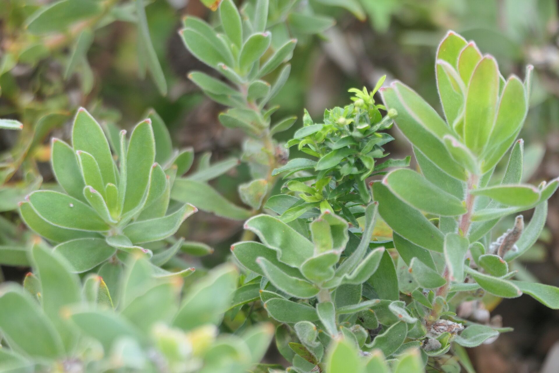 Leucospermum oleaefolium — search result for 'Leucospermum'
