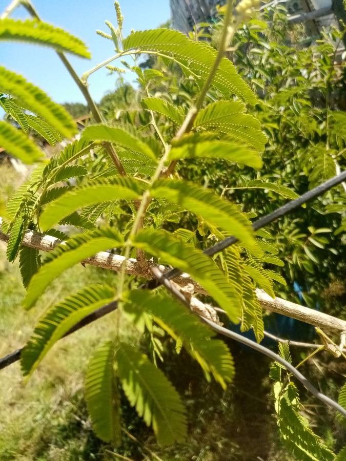 Acacia angustissima leaf