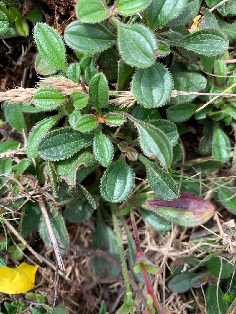 Tuberaria globulariifolia leaf