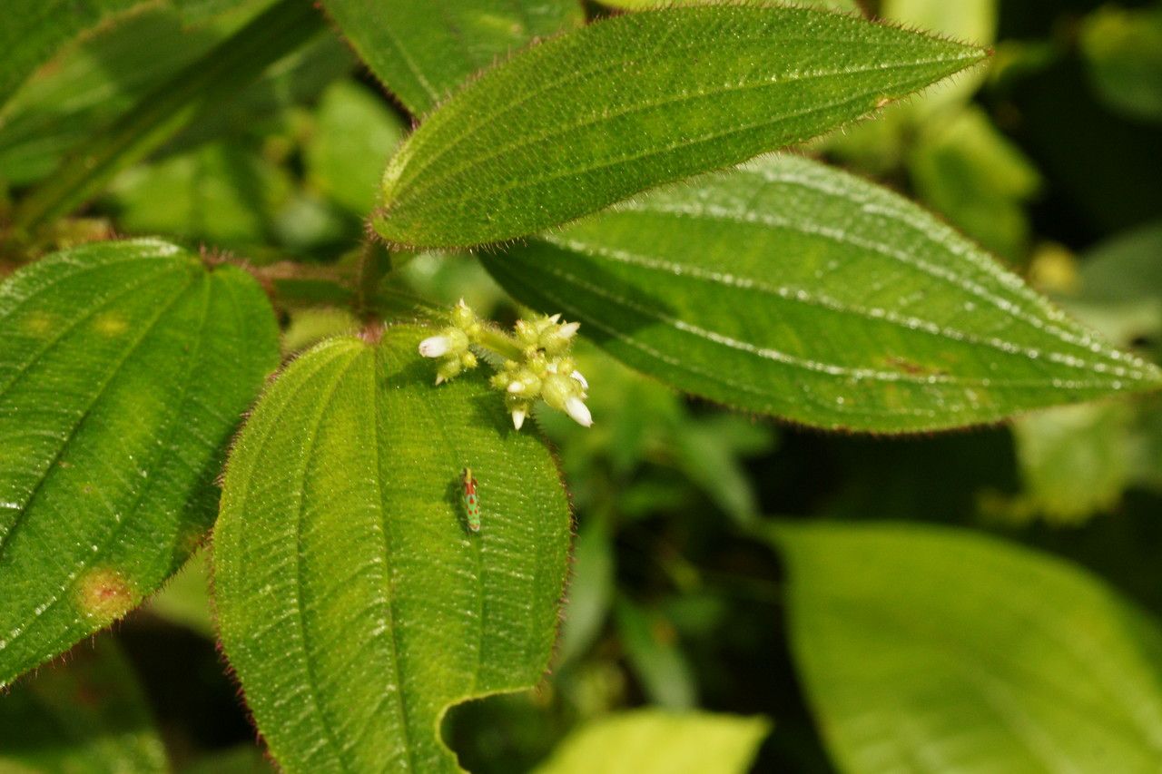 Aciotis rubricaulis flower