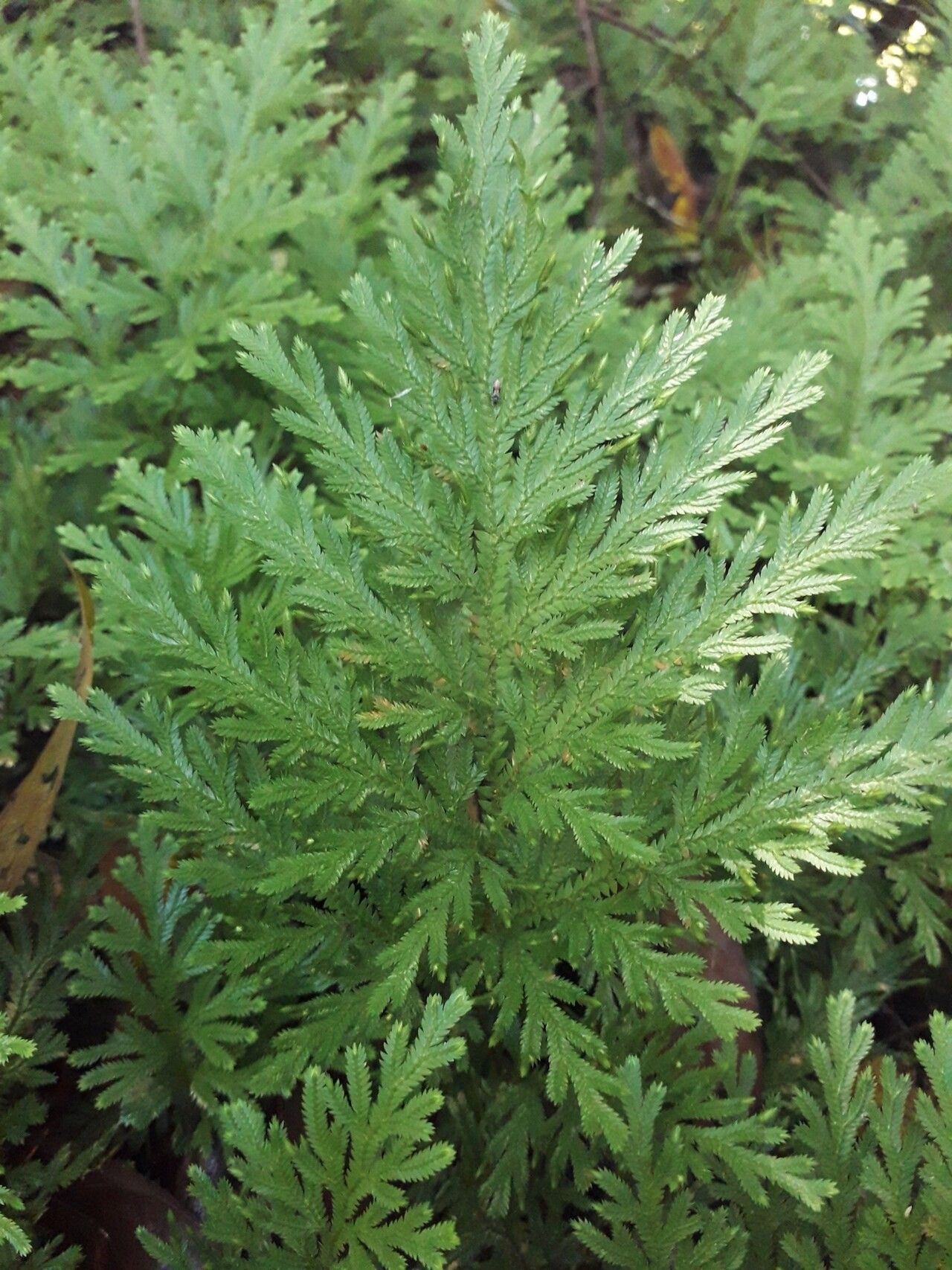 Selaginella conduplicata habit