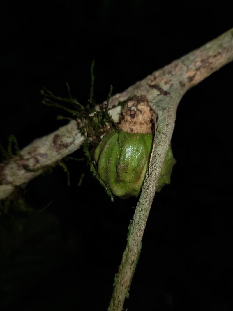 Guarea corticosa fruit