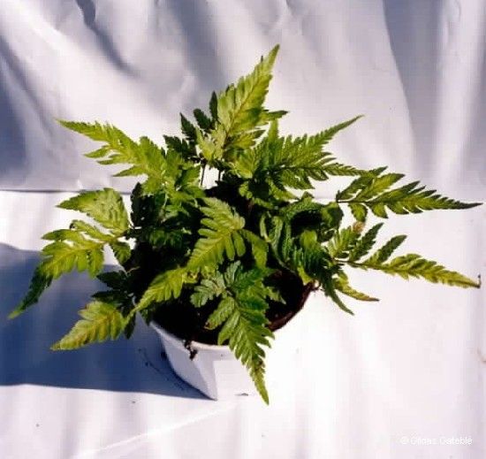 Tectaria sinuata habit