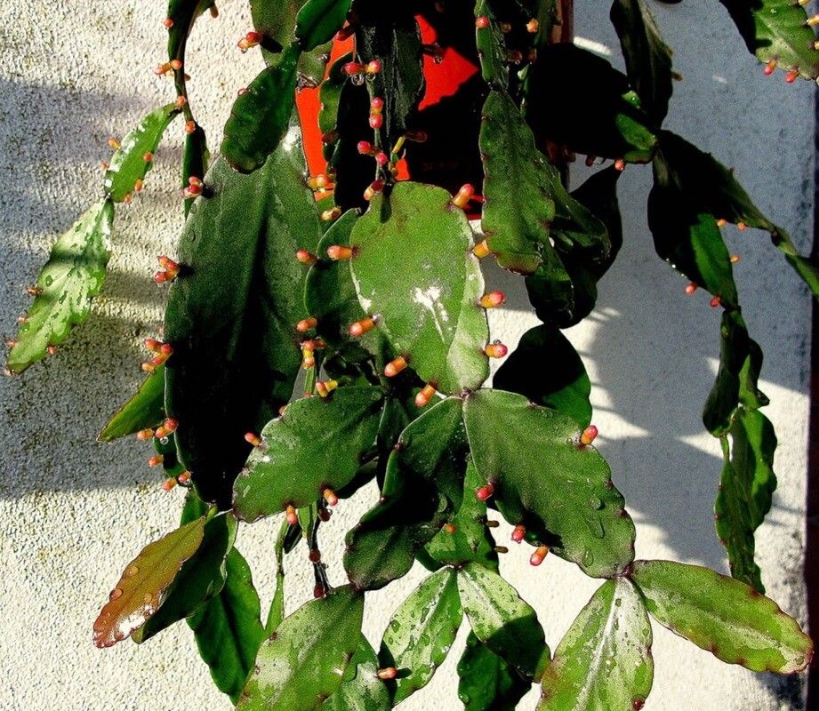 Rhipsalis elliptica leaf