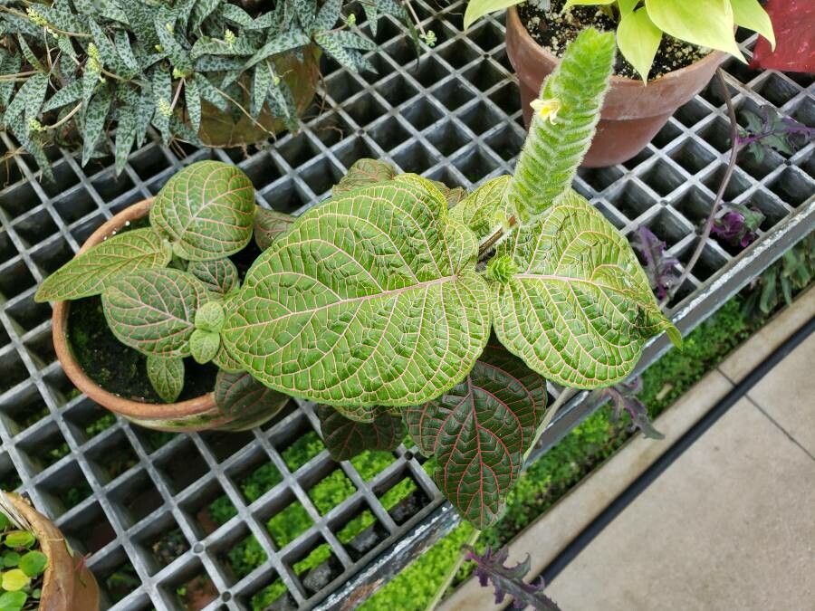 Fittonia gigantea habit