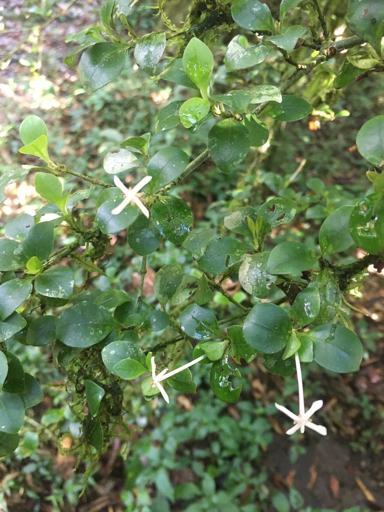 Ixora rakotonasoloi — search result for 'Ixora'