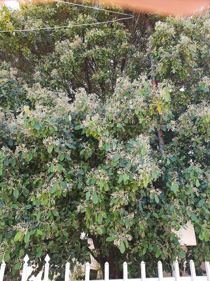 Quadrella odoratissima habit