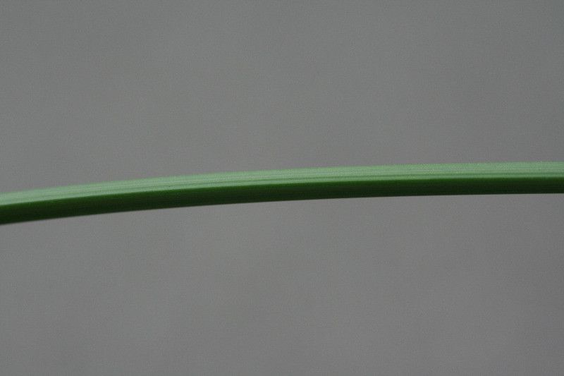 Cyperus aromaticus other