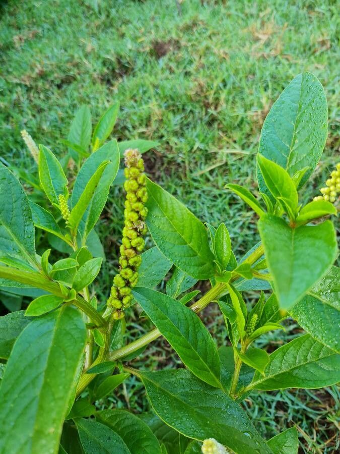 Phytolacca octandra flower