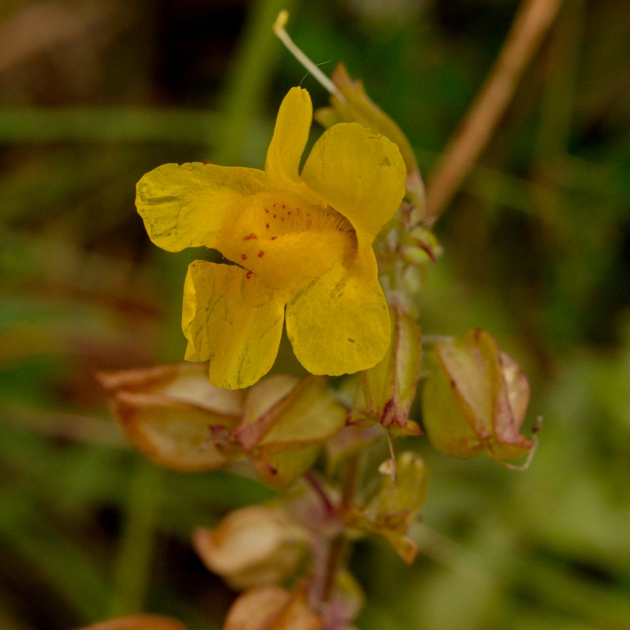 Erythranthe guttata fruit