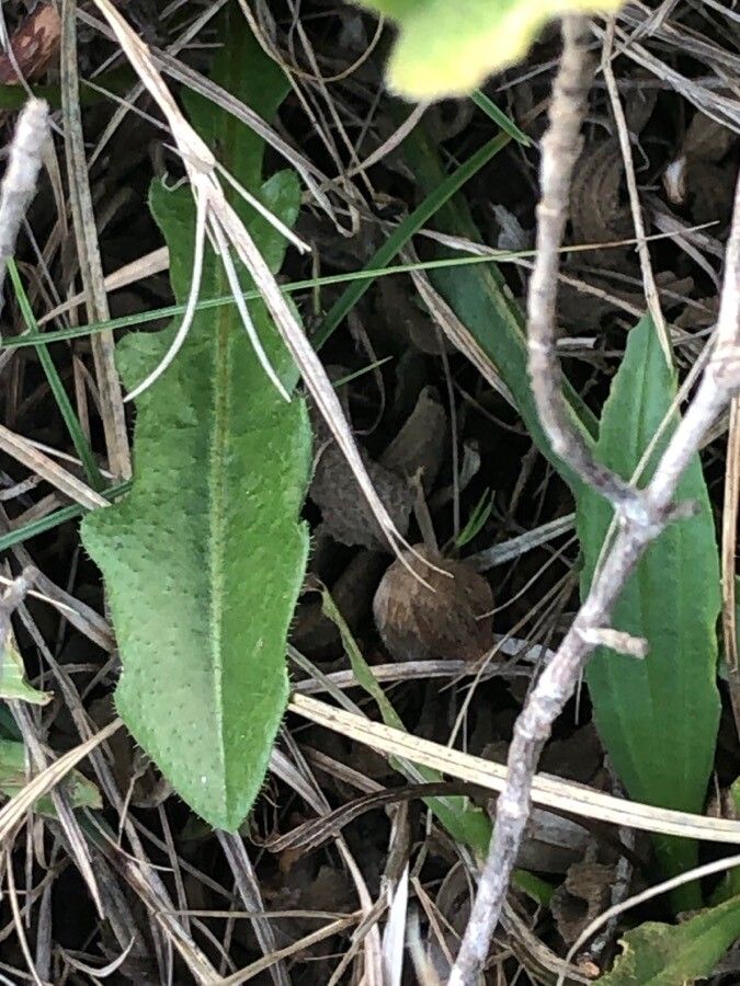 Hieracium gouanii leaf