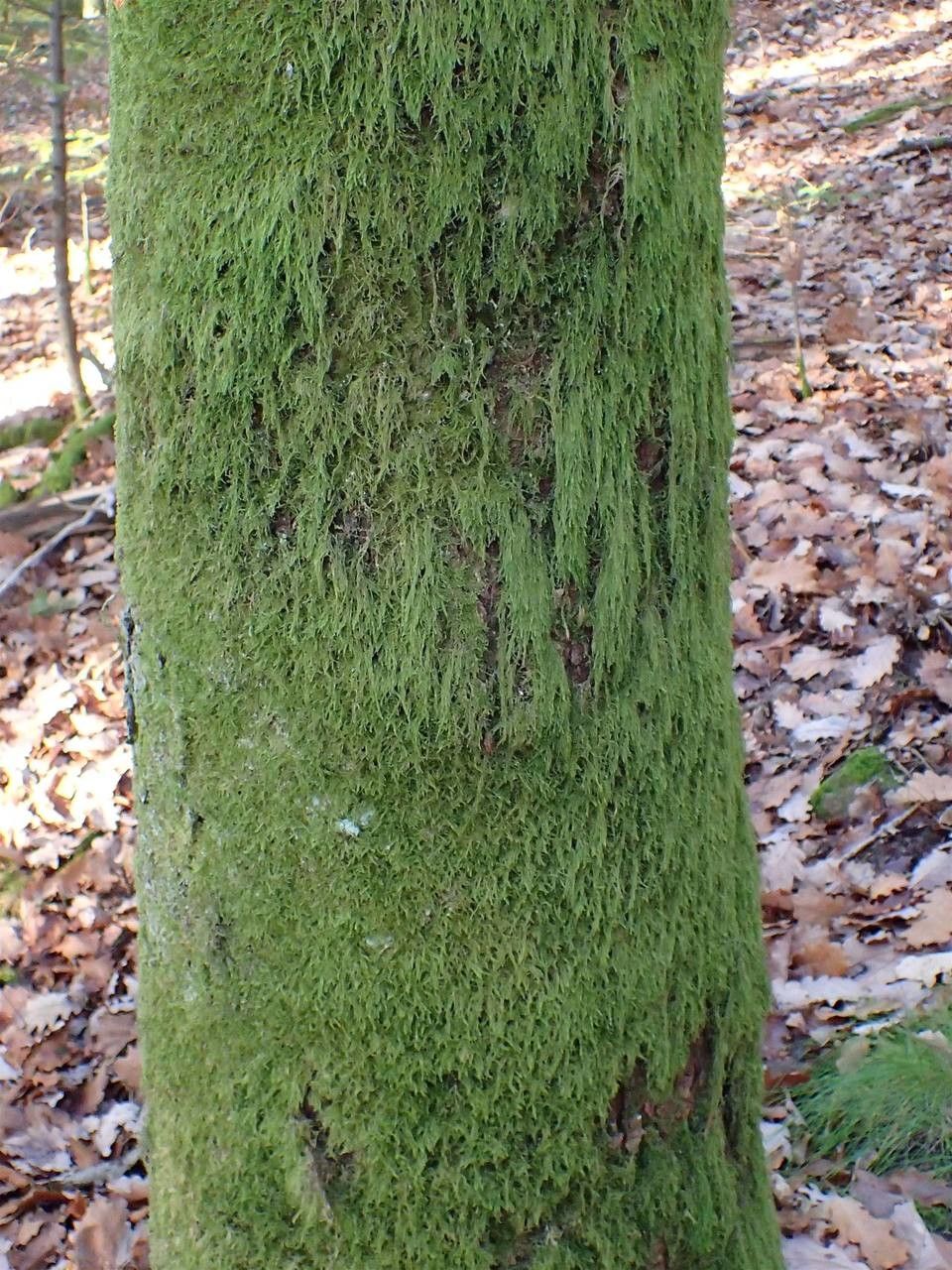 Hypnum cupressiforme bark