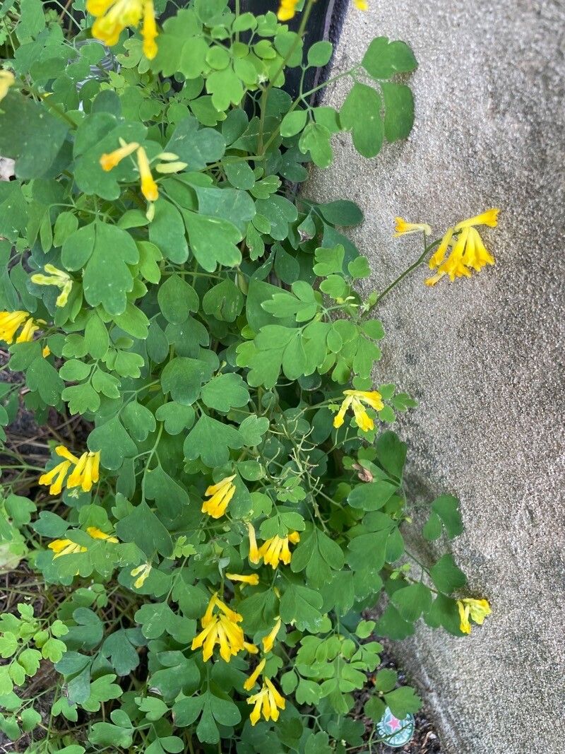 Pseudo-fumaria lutea leaf
