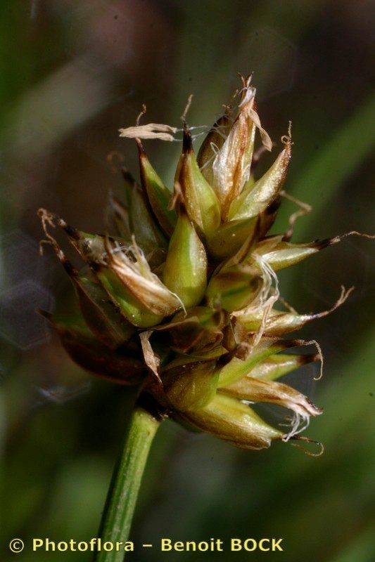 Carex maritima fruit