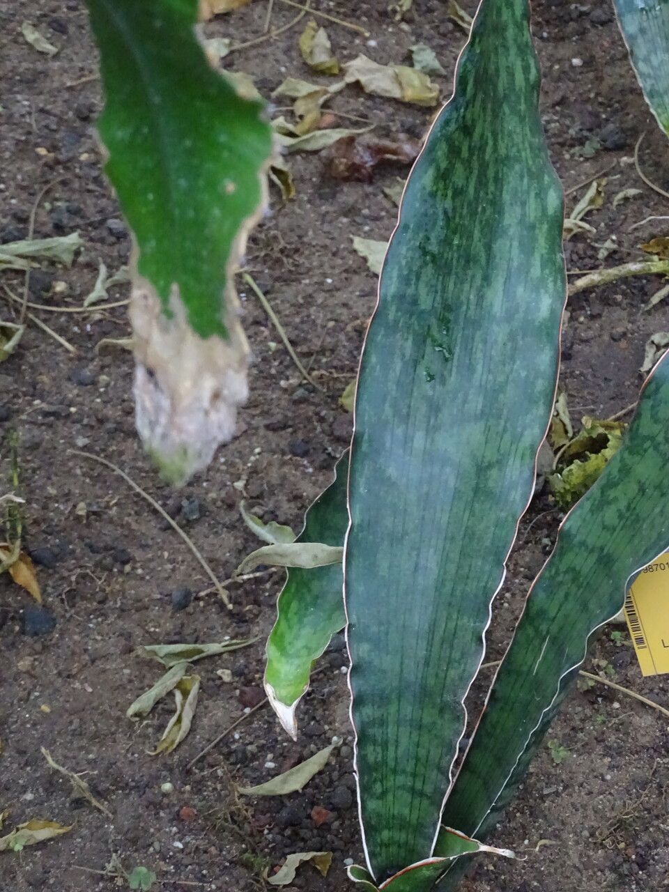 Sansevieria kirkii leaf