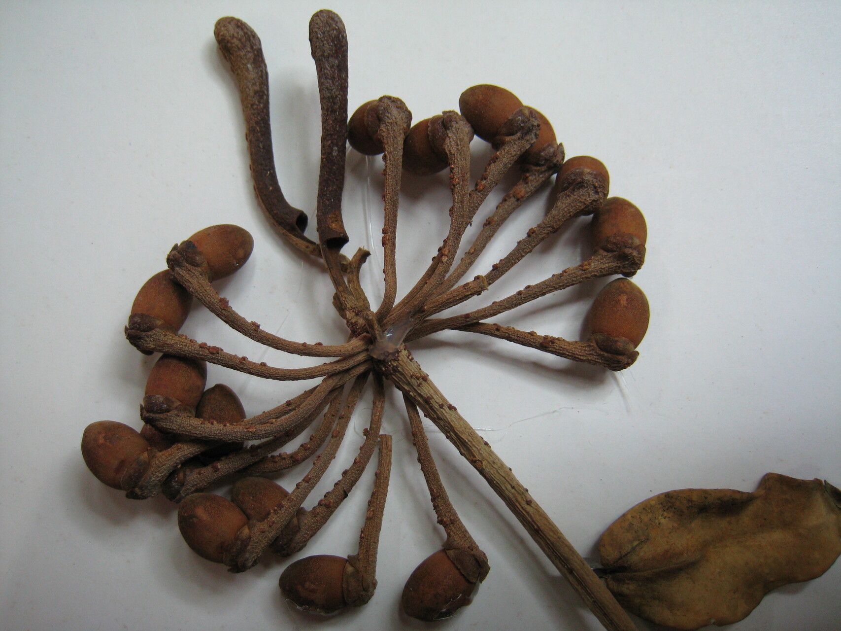 Marcgravia coriacea other