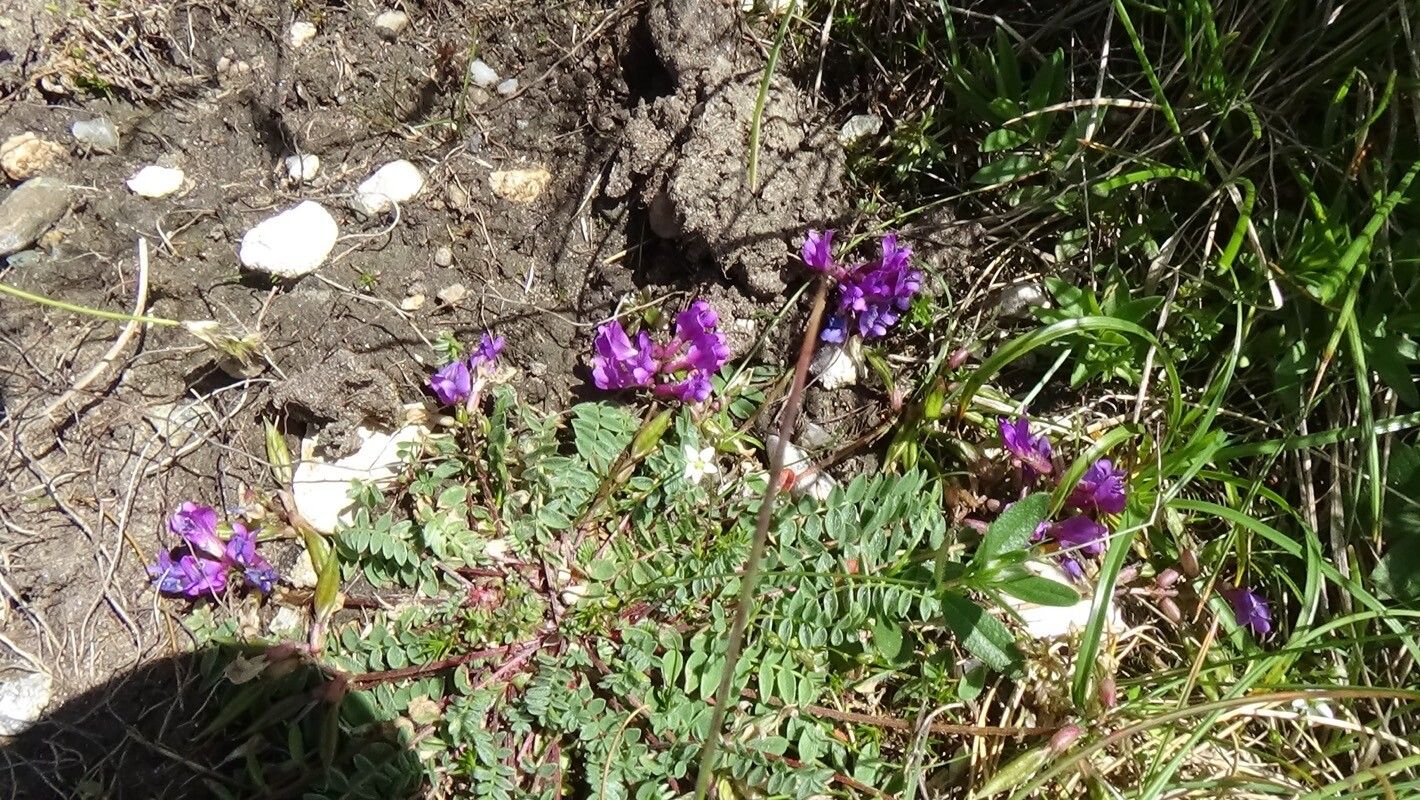 Oxytropis carpatica leaf