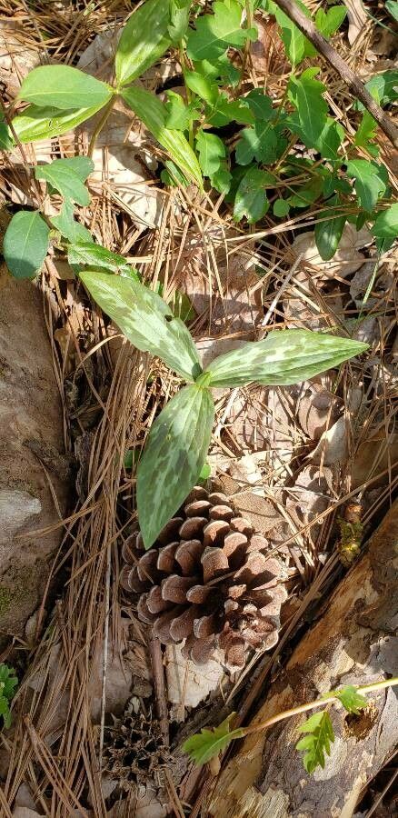 Trillium lancifolium — search result for 'Trillium'