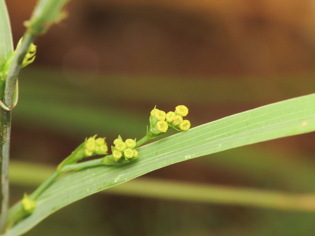 Bupleurum praealtum flower