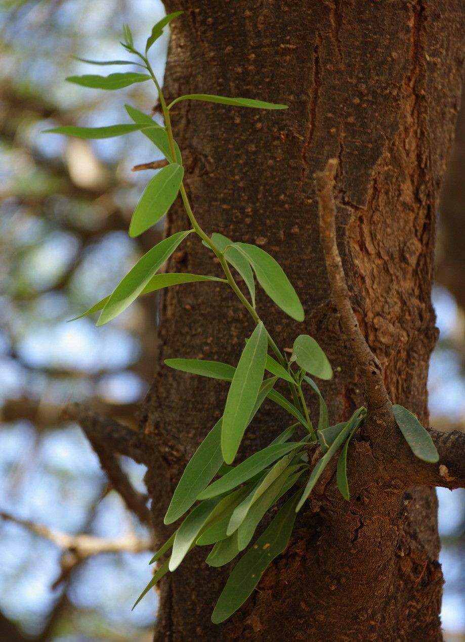 Tapinanthus globiferus leaf