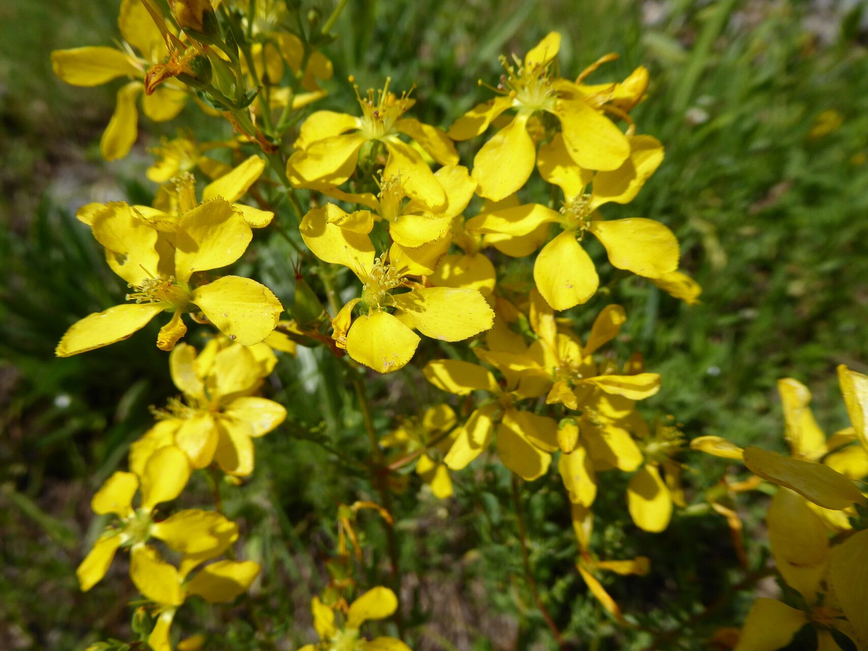 Hypericum elongatum flower